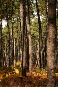 Paysages des Landes
