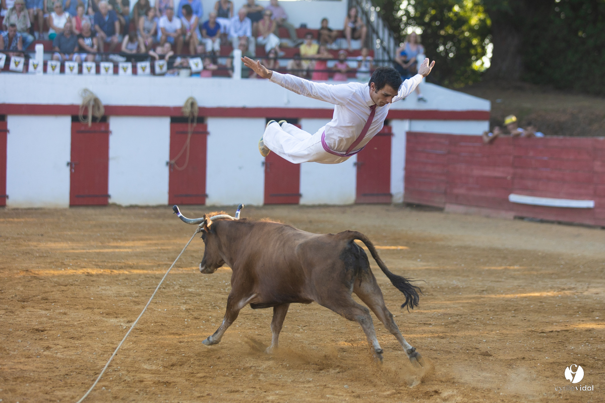 Course landaise à Panjas