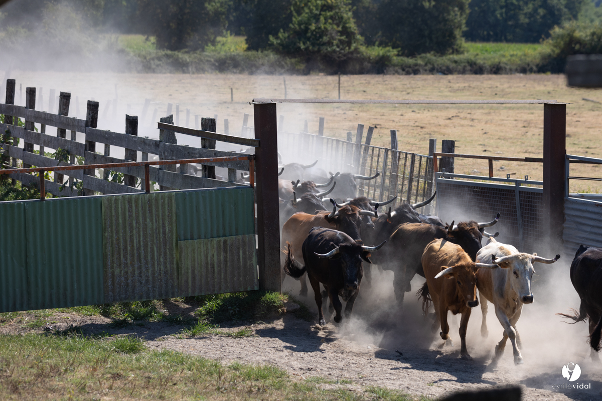 Course landaise à Panjas
