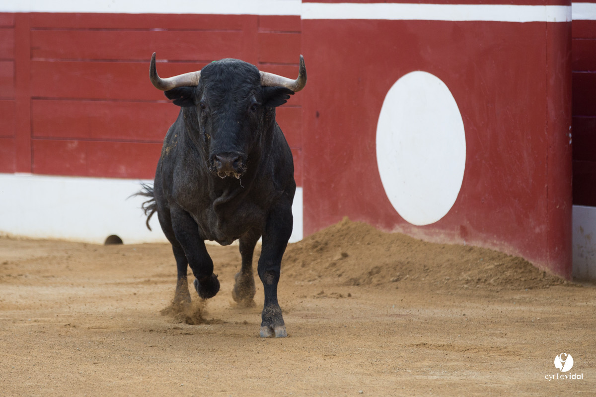 Mont-de-Marsan corrida d'Adolfo Martin