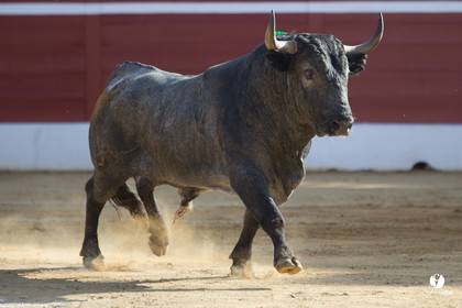 Mont-de-Marsan corrida d'Adolfo Martin