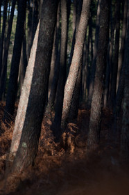 Paysages des Landes