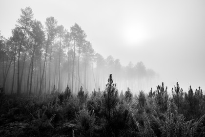 Paysages des Landes