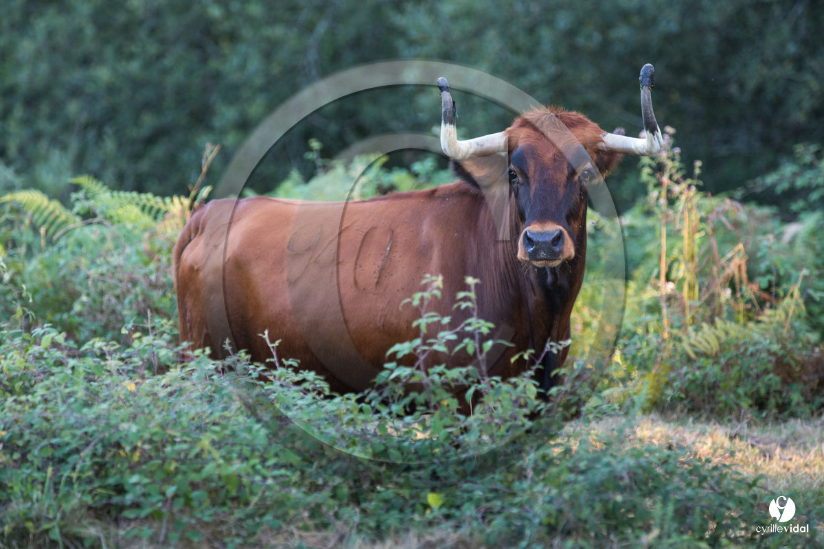Photos du livre Ganadère landais en 2020