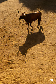 Course landaise