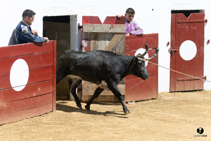 Saint-Cricq Chalosse course landaise de promotion Ganadéria Deyris Cuadrilla Jérémy Lafitte