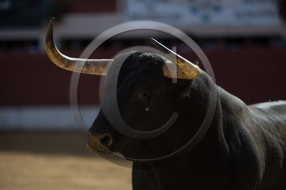 corrida, toro, vic fezensac, alcurrucen, michelito, morenito de aranda