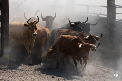 Course landaise à Panjas