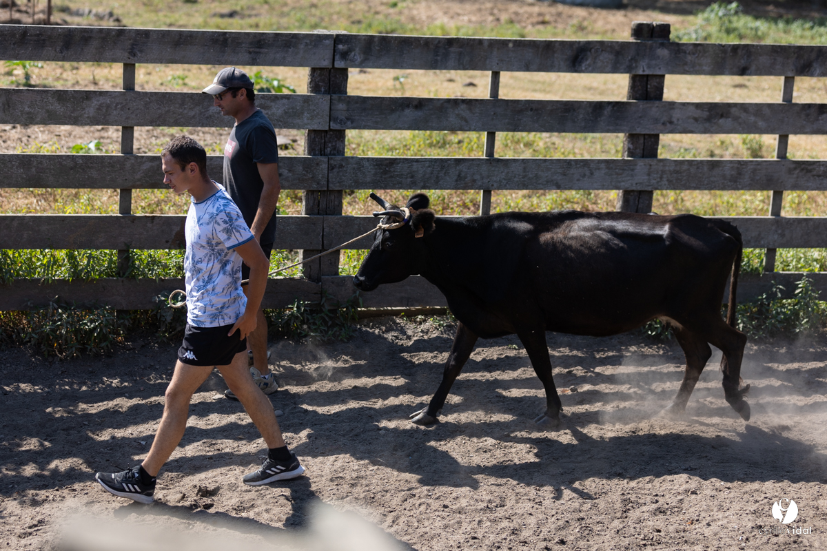 Course landaise à Panjas