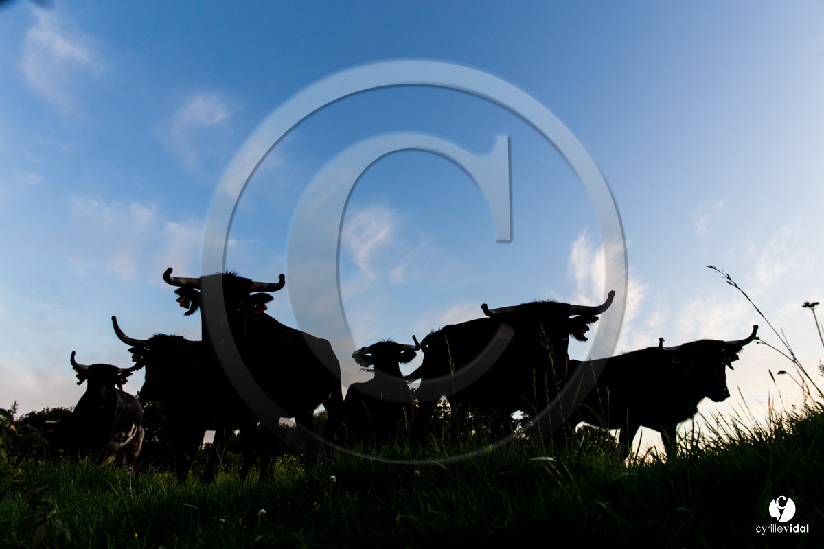 Photos du livre Ganadère landais en 2020
