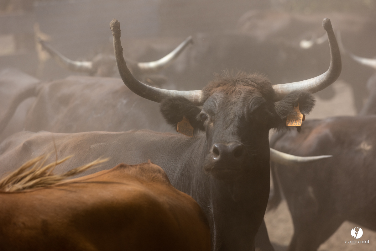 Course landaise à Panjas