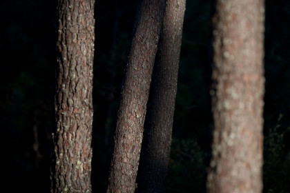 Paysages des Landes