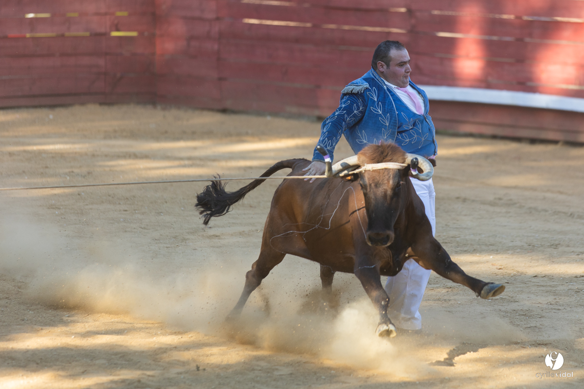 Course landaise à Panjas