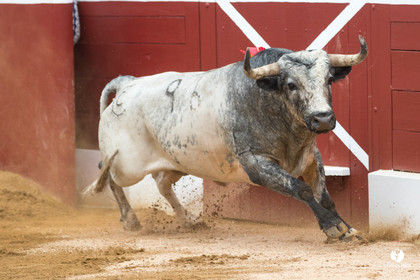 Mont-de-Marsan corrida de la Quinta pour Juan Bautista - Emilio de Justo - Thomas DUFAU