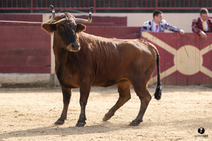 Course landaise Le Houga Ganadéria Dussau Cuadrilla Alexandre Brethes
