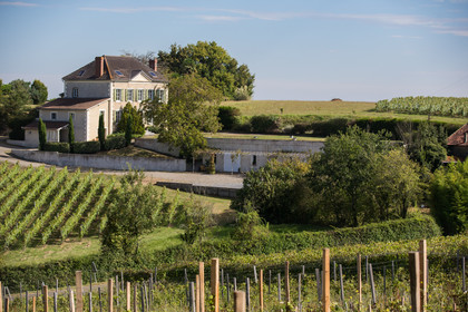 Vignoble Guy et Simon CAPMARTIN