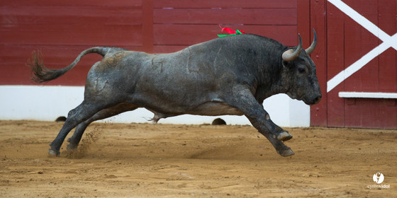 Mont-de-Marsan corrida d'Adolfo Martin