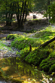 Photos du livre Ganadère landais en 2020
