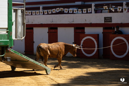 Course landaise à Panjas