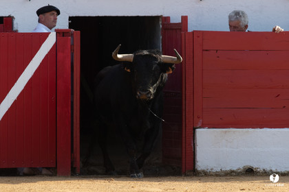 Corrida Aignan