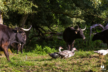 Photos du livre Ganadère landais en 2020