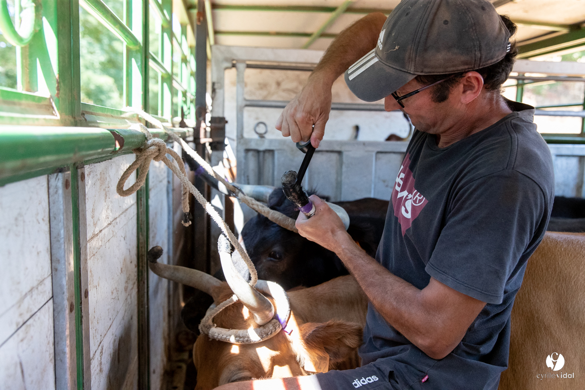 Course landaise à Panjas