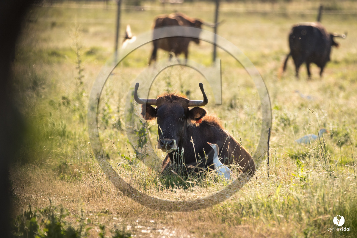 Photos du livre Ganadère landais en 2020