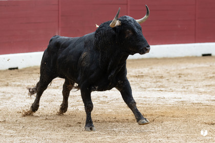 Corrida d'Aire sur l'Adour
