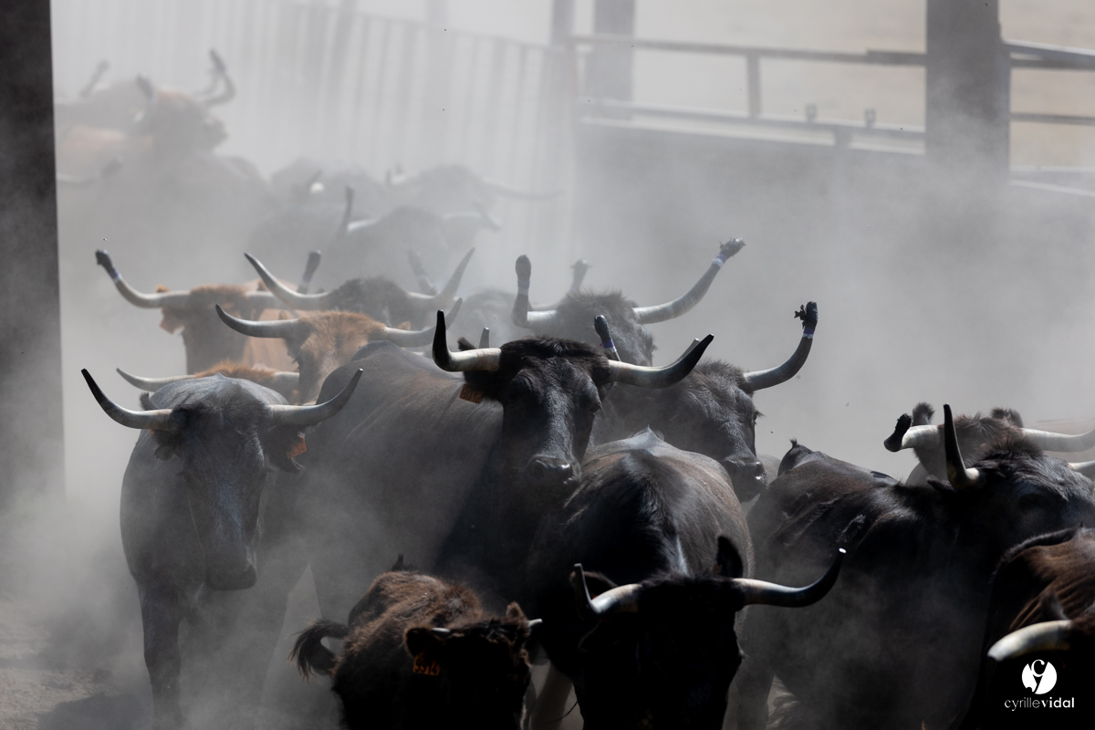 Course landaise à Panjas