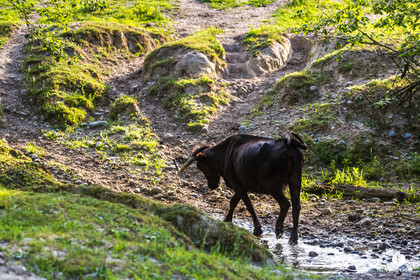 Photos du livre Ganadère landais en 2020