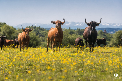 Photos du livre Ganadère landais en 2020