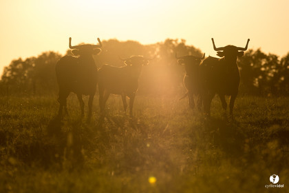 Photos du livre Ganadère landais en 2020