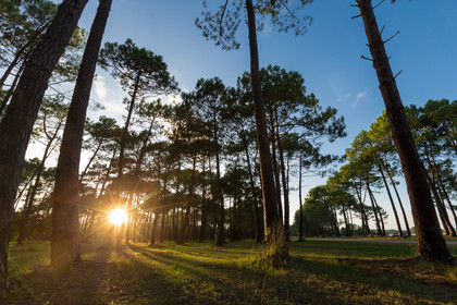 Paysages des Landes