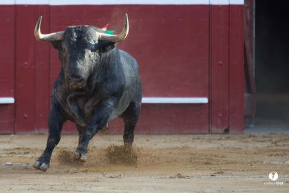 Mont-de-Marsan corrida d'Adolfo Martin