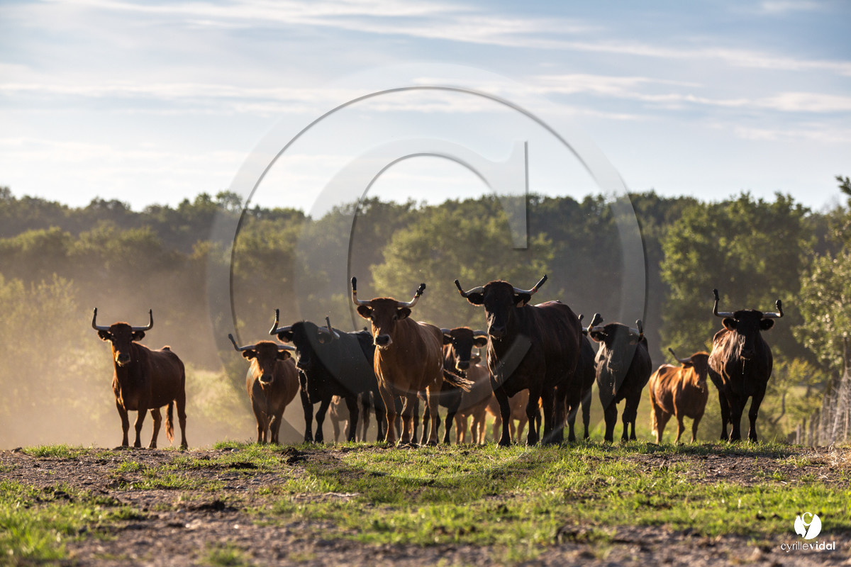 Photos du livre Ganadère landais en 2020
