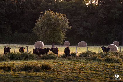 Photos du livre Ganadère landais en 2020