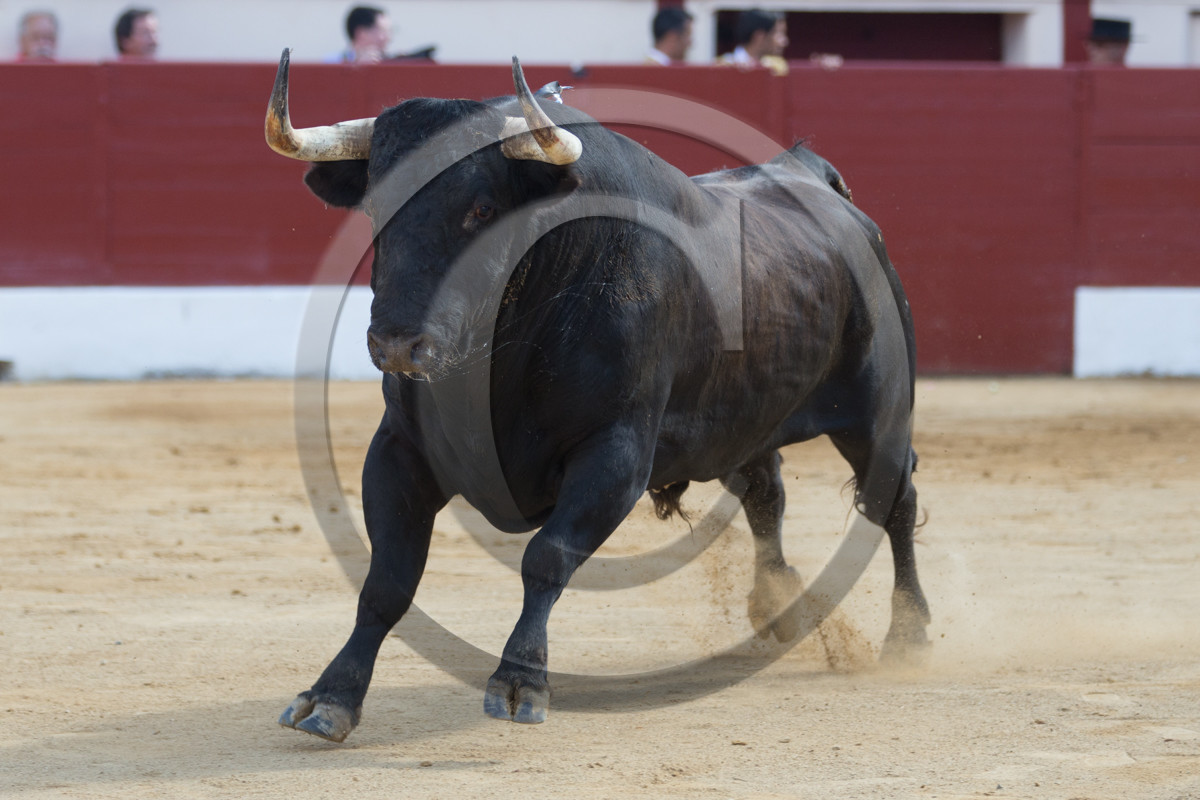 corrida, toro, vic fezensac, alcurrucen, michelito, morenito de aranda