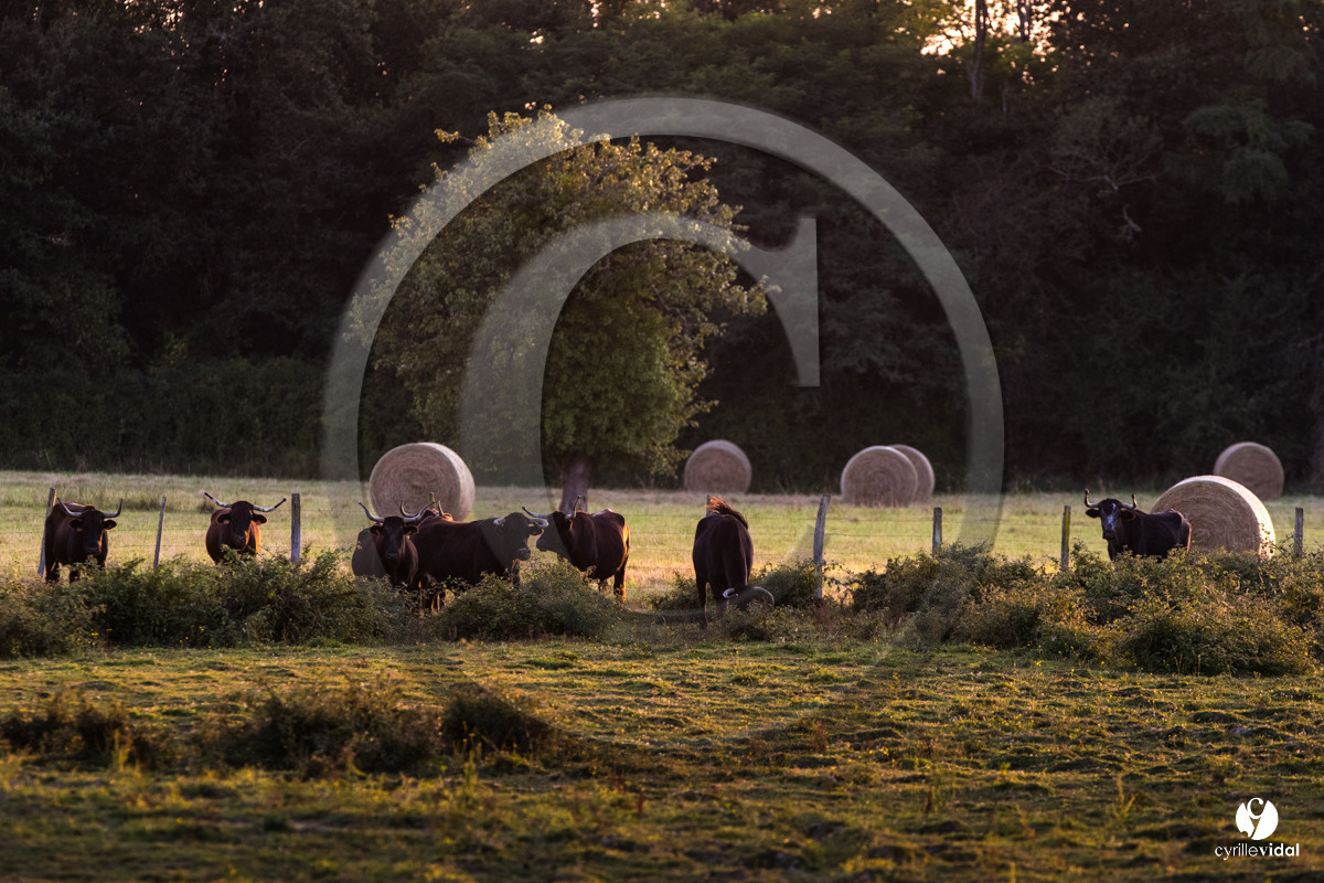Photos du livre Ganadère landais en 2020