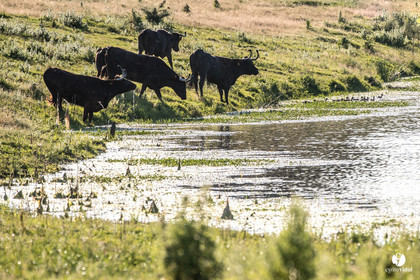 Photos du livre Ganadère landais en 2020