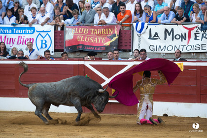 Mont-de-Marsan corrida d'Adolfo Martin