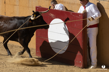 Course landaise
