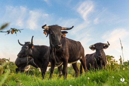 Photos du livre Ganadère landais en 2020