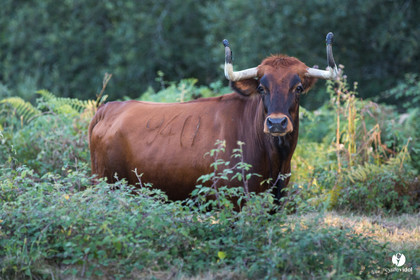 Photos du livre Ganadère landais en 2020
