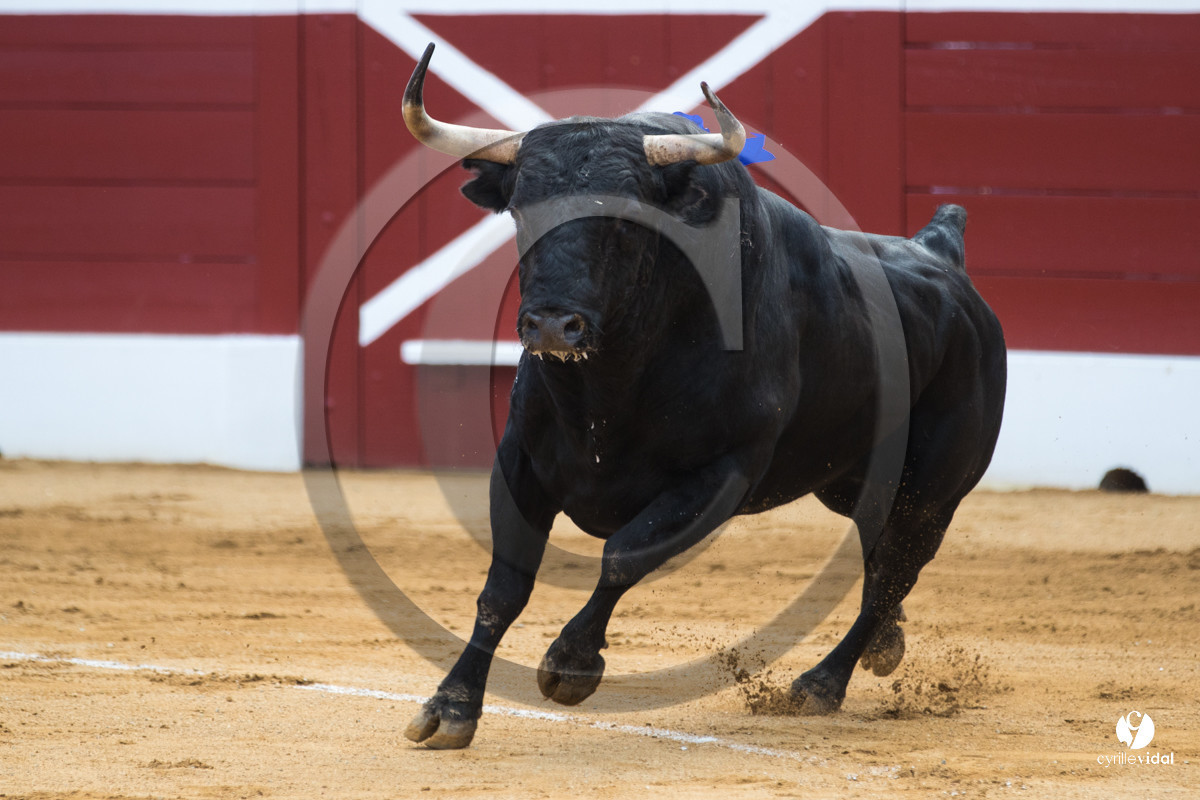 Mont-de-Marsan corrida de Jandilla pour Padilla - Talavante - Roca Rey