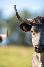 Photos du livre Ganadère landais en 2020