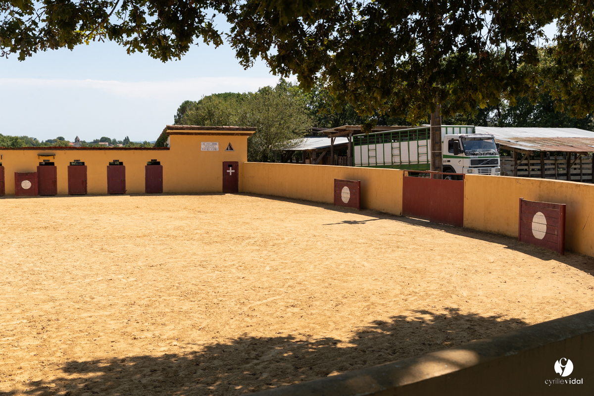 Course landaise à Panjas