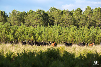 Photos du livre Ganadère landais en 2020