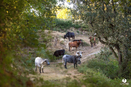 Photos du livre Ganadère landais en 2020