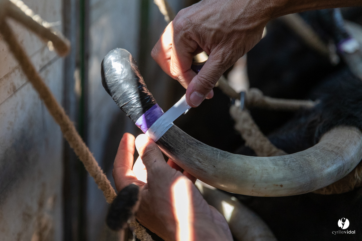 Course landaise à Panjas