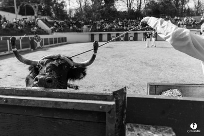 Course landaise Le Houga Ganadéria Dussau Cuadrilla Alexandre Brethes